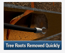 Tree Root Intrusions Milperra